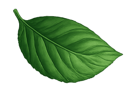 leaf